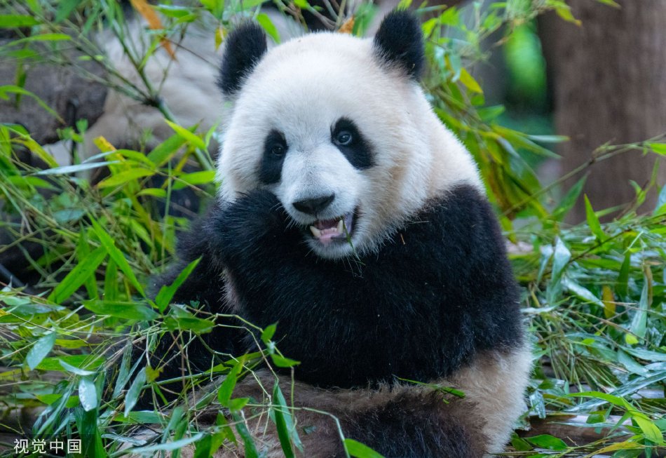清纯 性爱