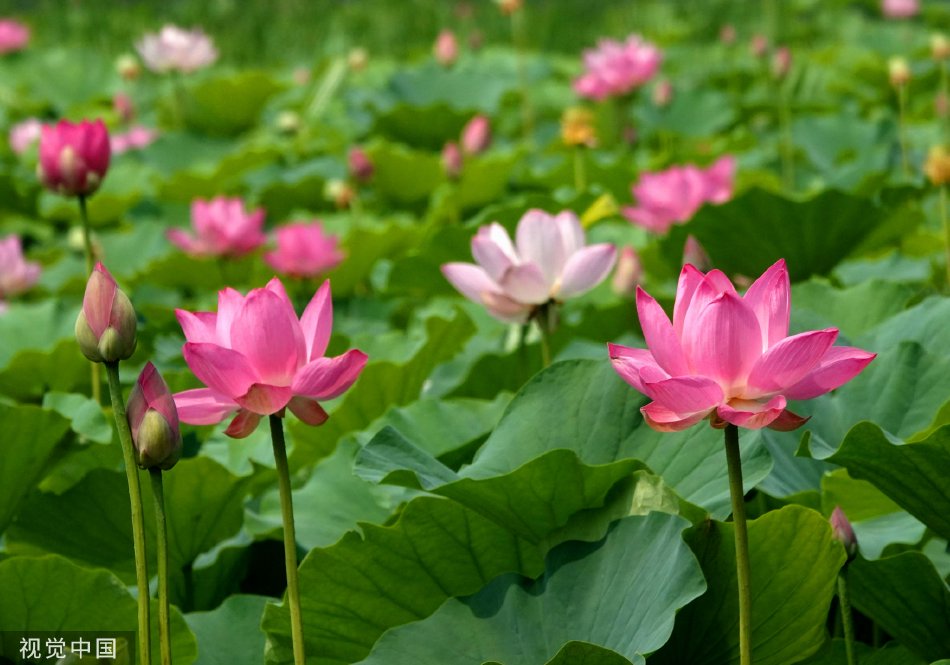 亚洲A级