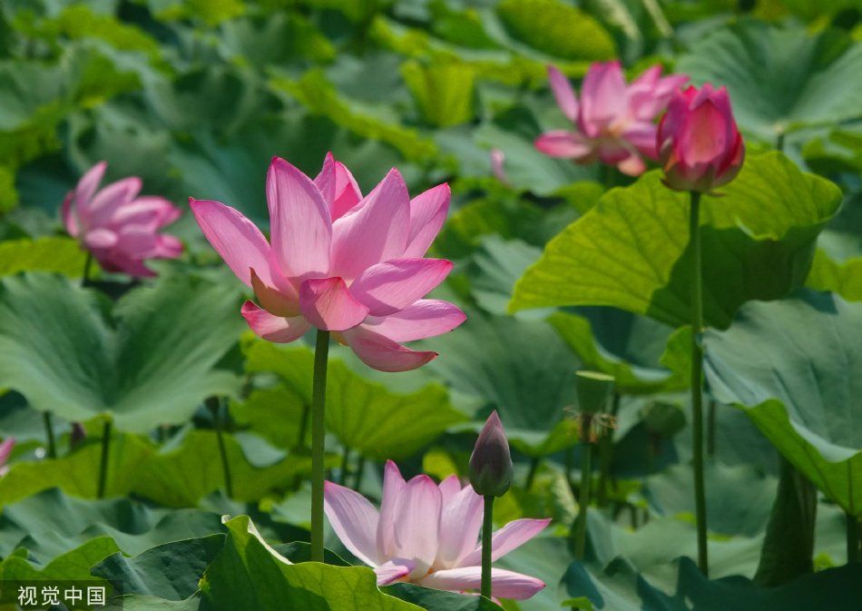 學生襪