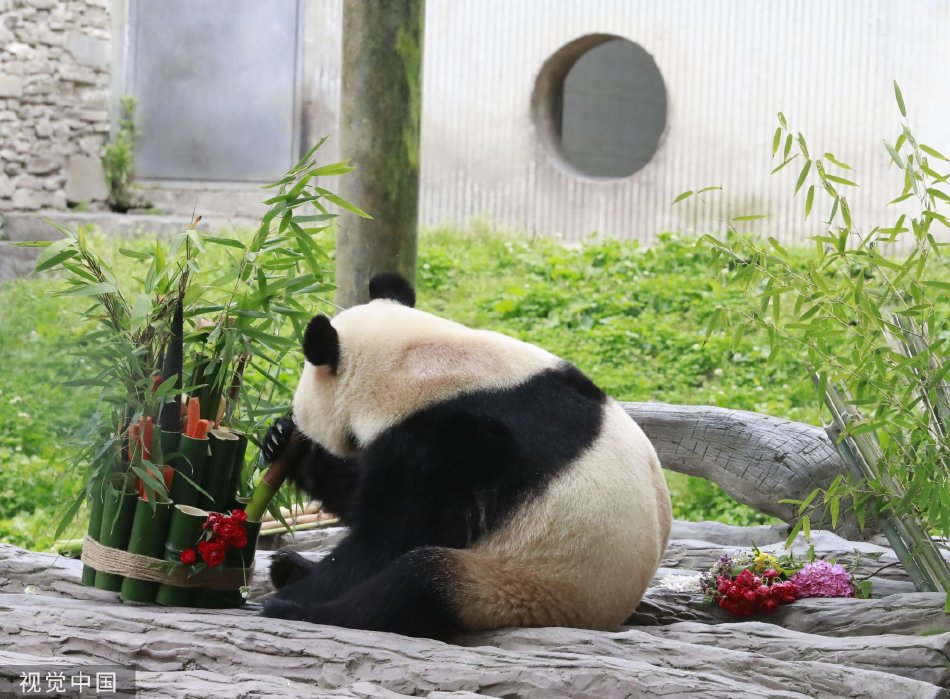 熊猫县级运营中心,熊猫运营团队