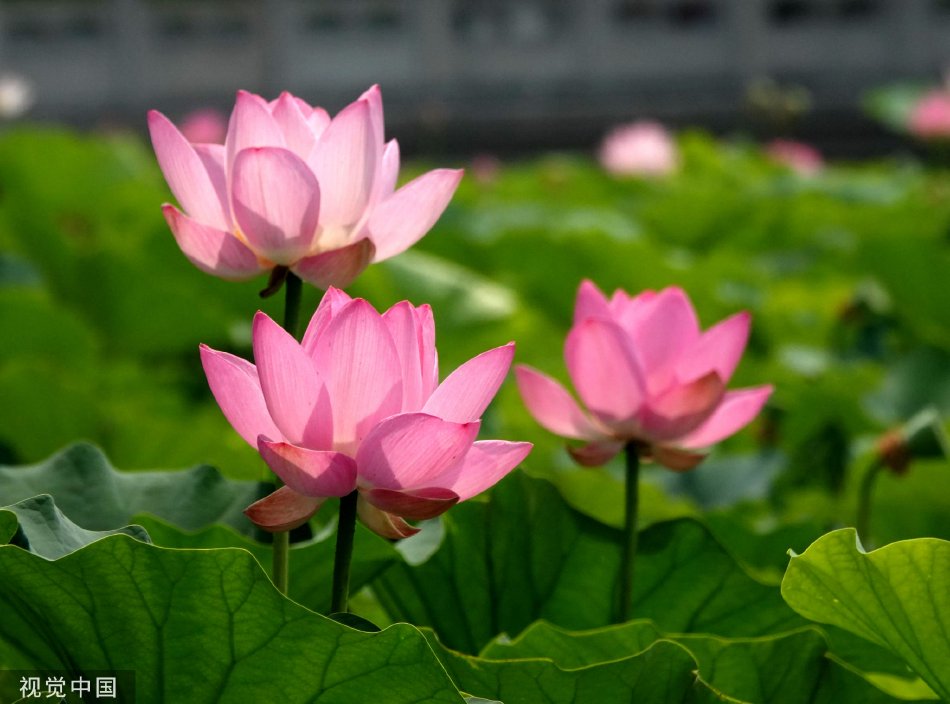 操逼黄片
