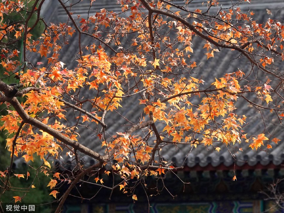 张柏芝54张无删码照片黑森林