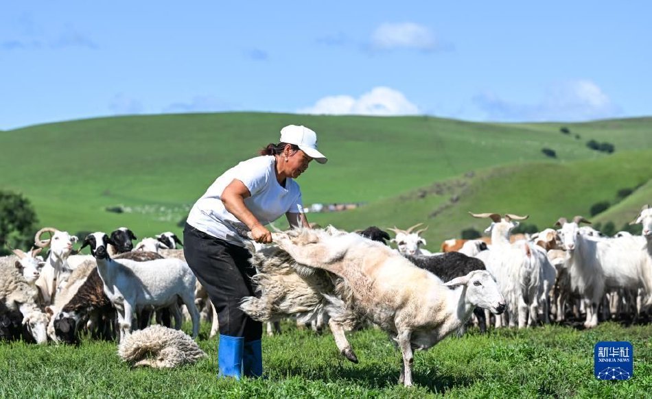 老女人日B傲傲叫