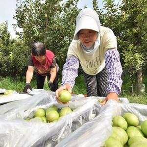 美国一级A级黄免