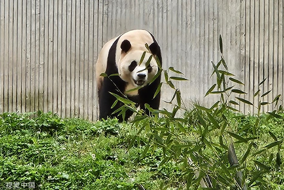 大奶激凸