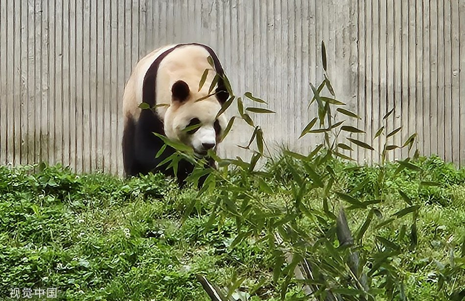 鐘真