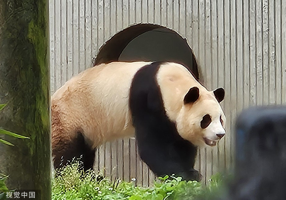 淫乱家庭曰本
