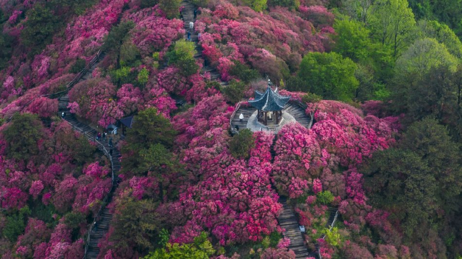 青木花恋
