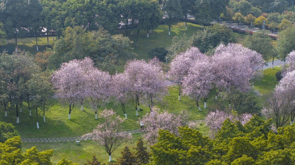 大菠萝福建导航