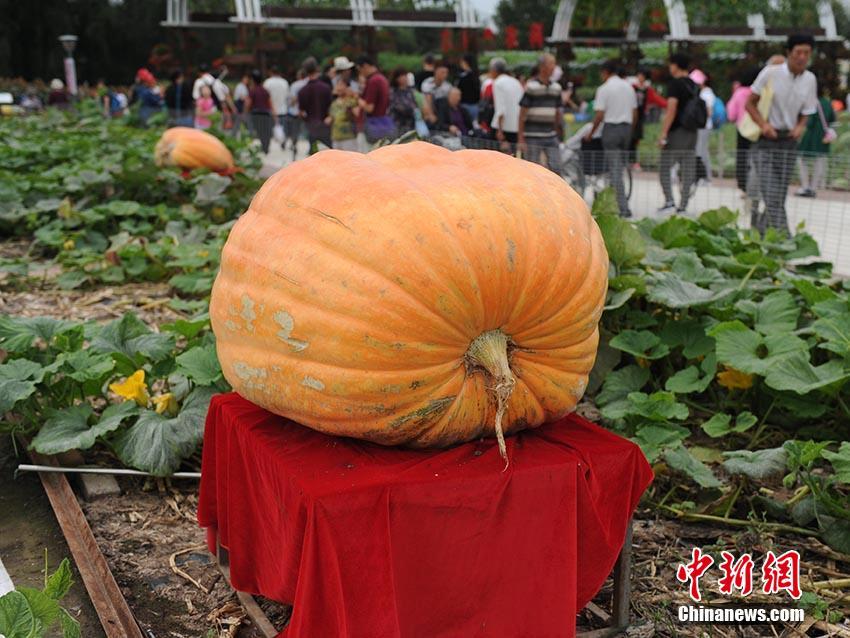 Fieexx俄罗斯性片