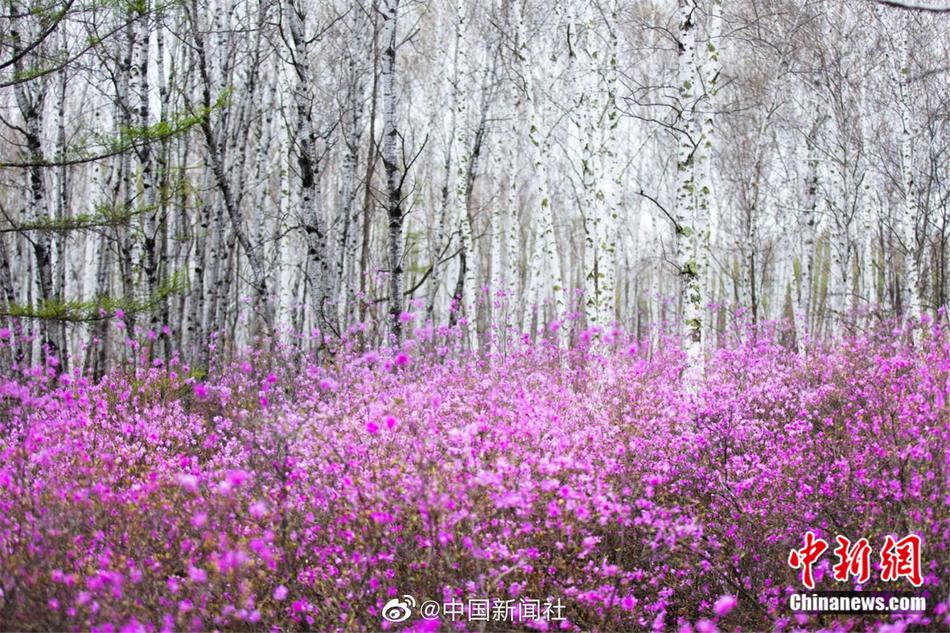 张柏芝一级露下面毛