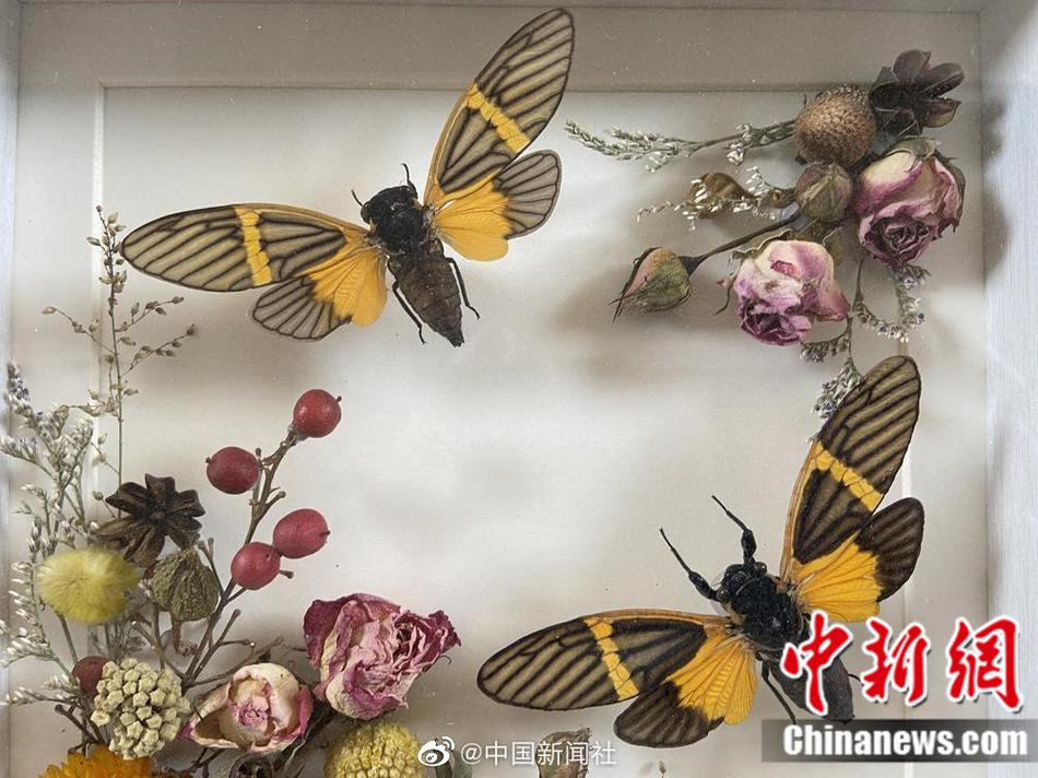 欧美黄色网站免费观看