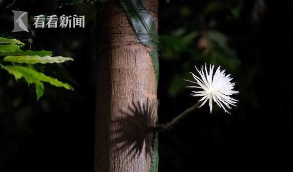世界一早漏男
