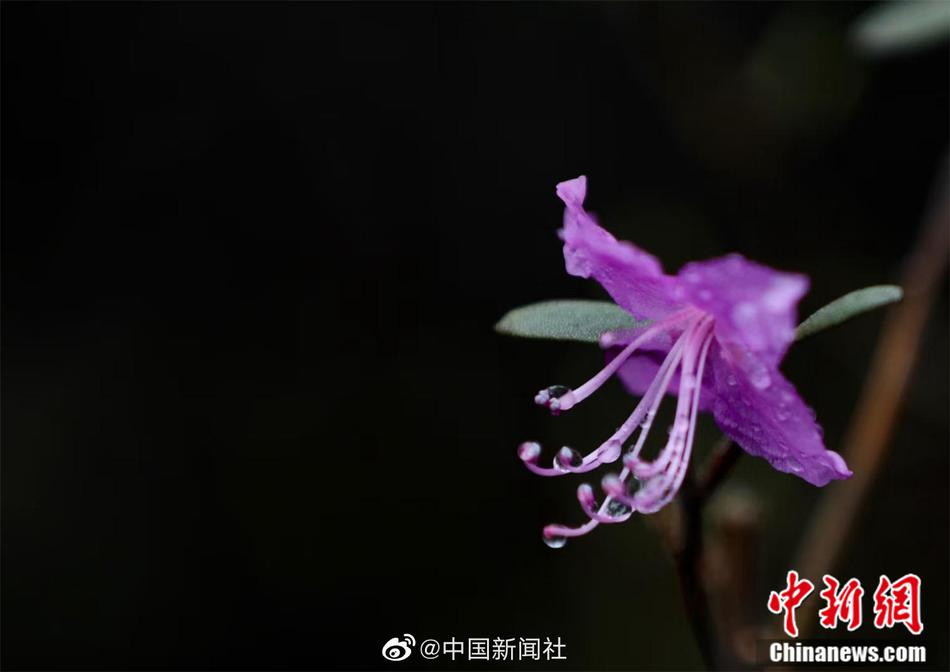 播報員
