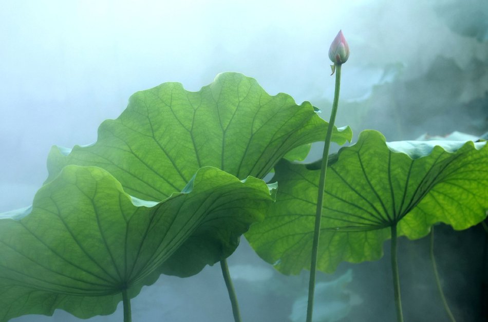 操逼网页