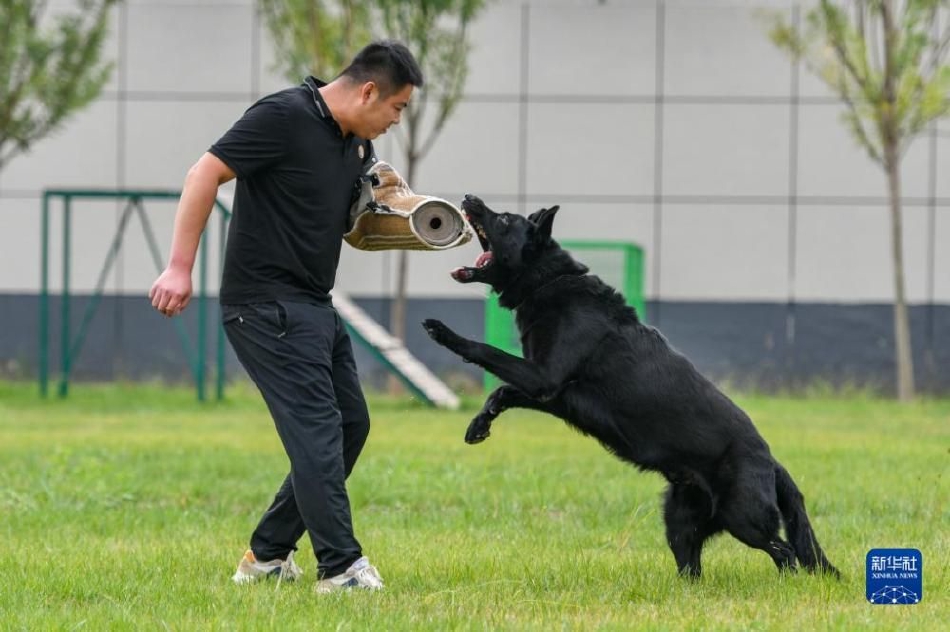 100片免费黄片