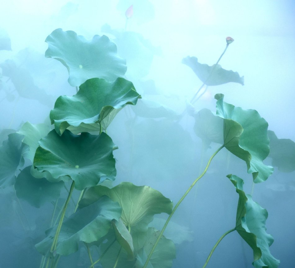 赵丽颖爽到高潮嗷嗷叫流水