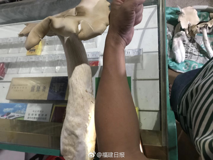 存在感消失的鸭舌帽，网络视频与剧情探索