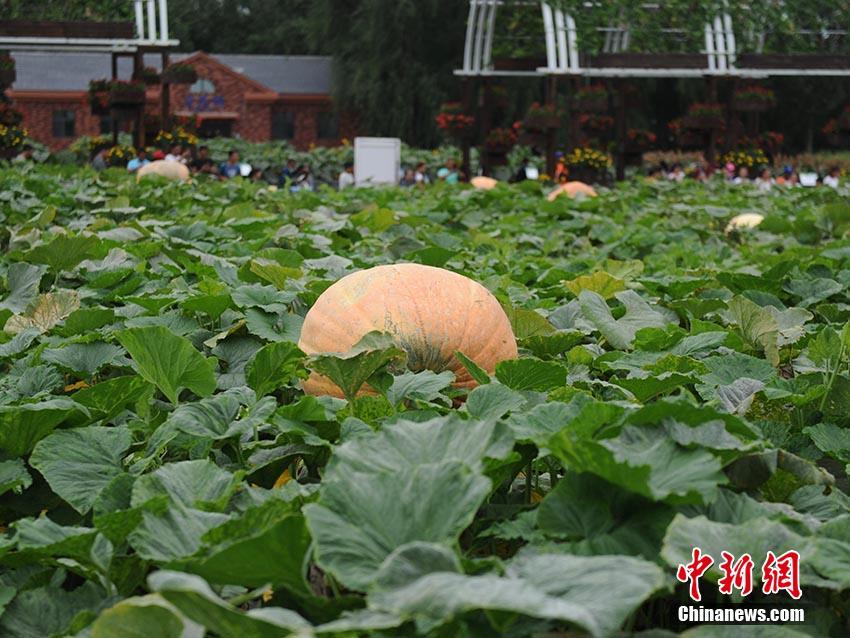 色黄直播下载