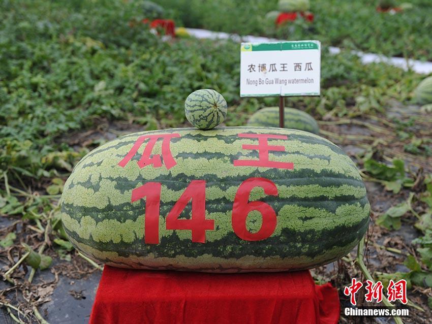 大观区开展雷锋在身边志愿服务活动