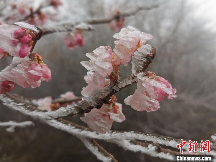 欧美黑人巨大的吊巴