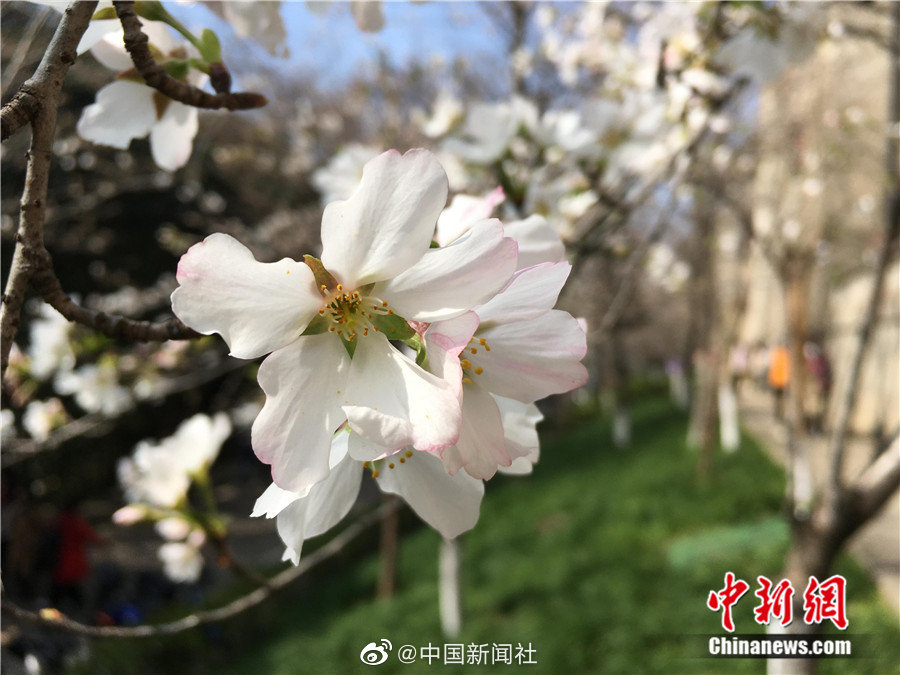 美女扒开腿秘 让人桶爽原神