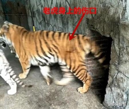 欧美一级Aa大黄片