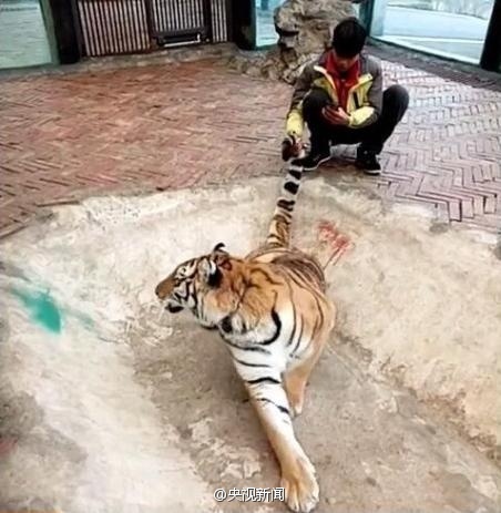 动物园回应虐虎事件:饲养员与幼虎嬉戏
