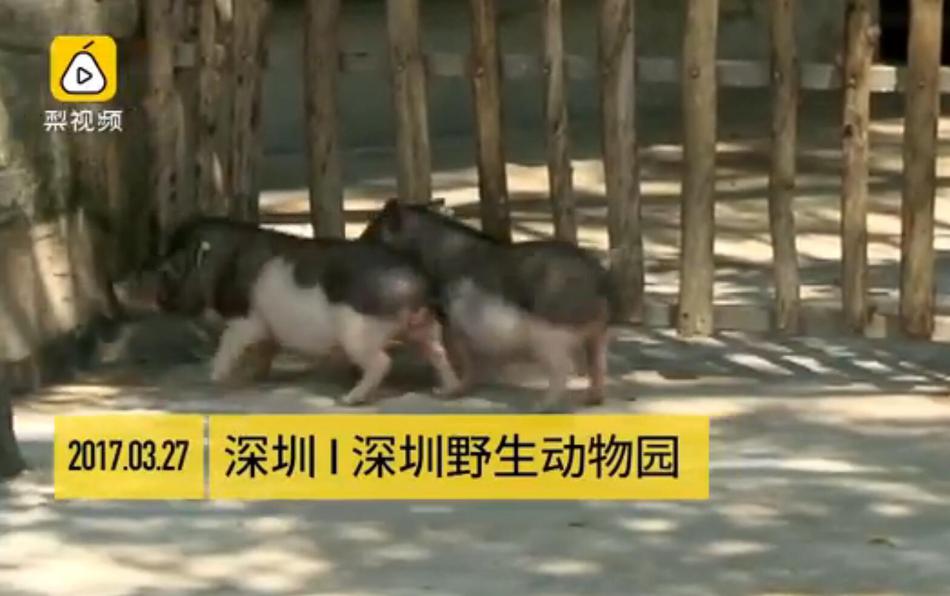 成人 景 片