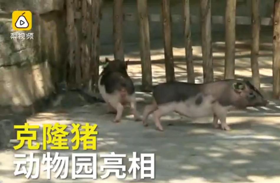 今天高清免费Av播放