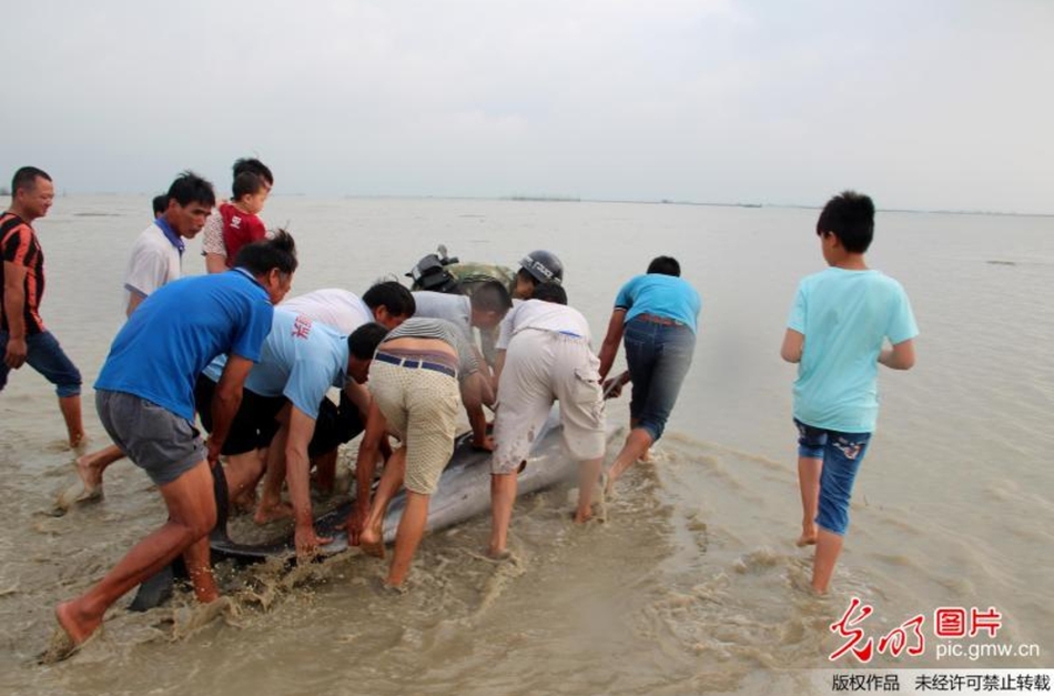 城中棚户区野鸡