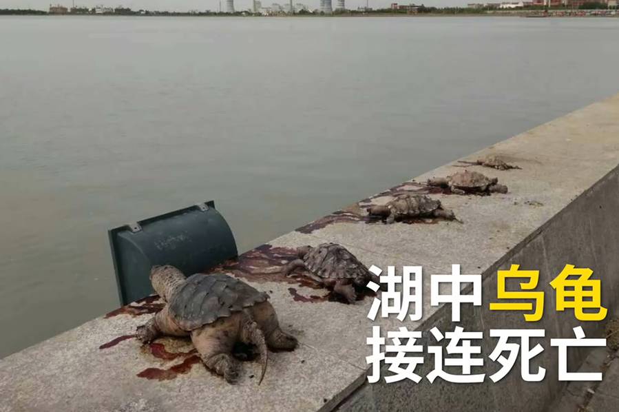 毛片毛片