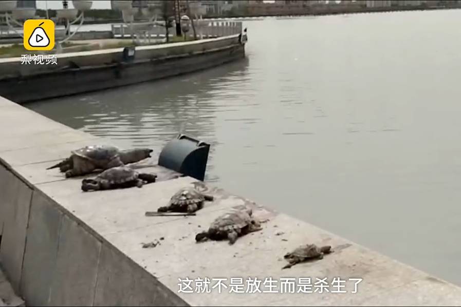免费 观看 性爱 视频