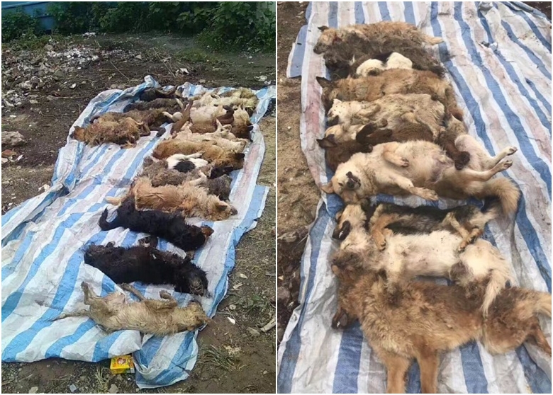 中国巨乳熟妇色情片