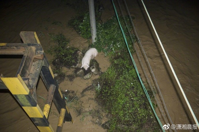 台湾三级黄色1视频