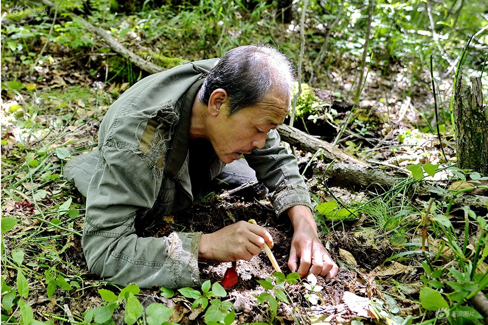 免费黄色网站无码