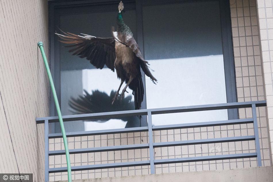 四虎网址