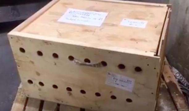 日韩视频精品