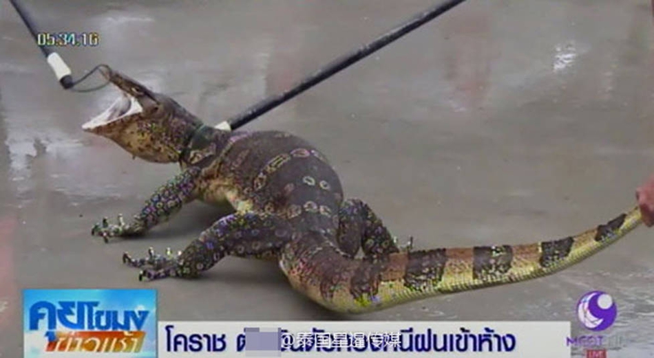 泰国暴雨后现多只巨型蜥蜴_高清图集_新浪网