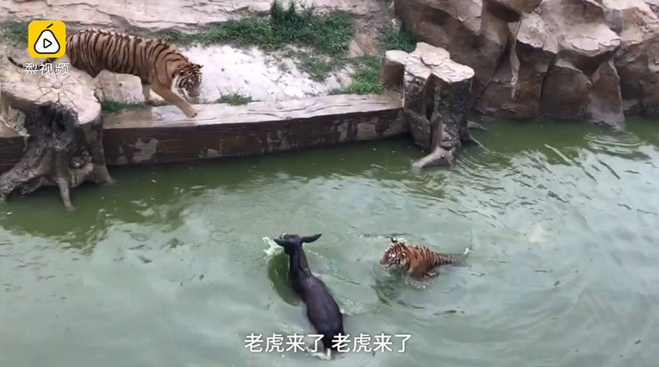 亚州爽人黄网站Www