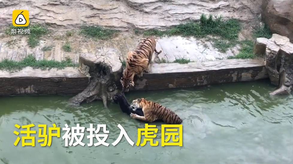 国产女处被破www免费