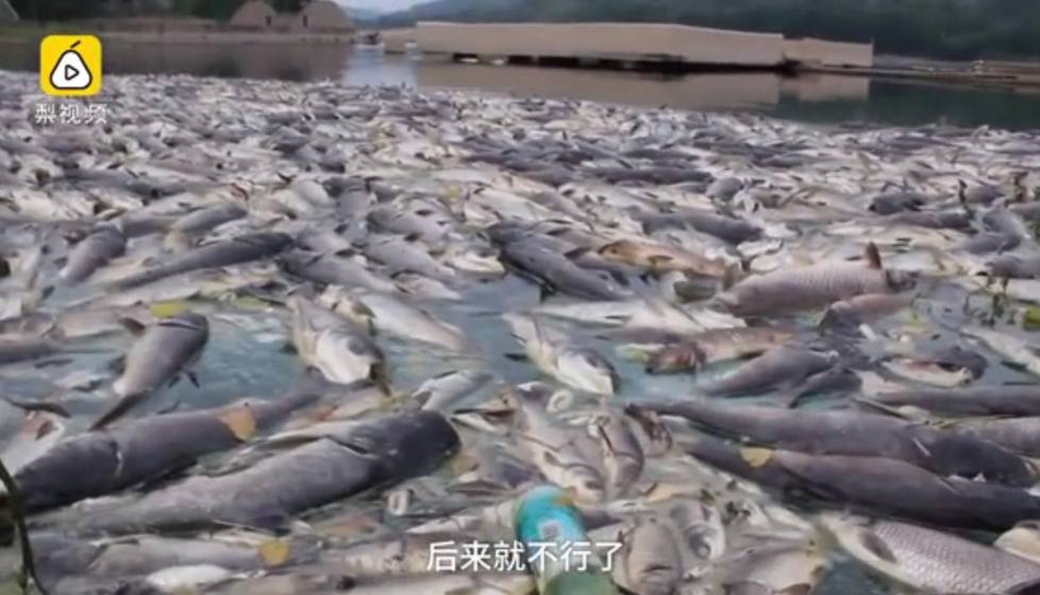 韩国熟妇Hd