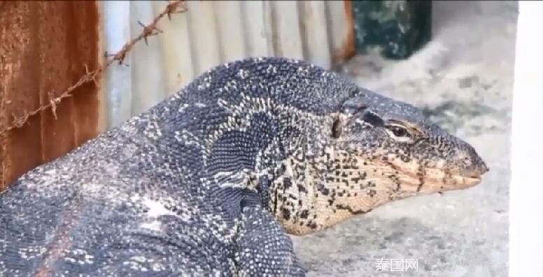 日韩怡红院