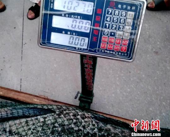 杨钰莹一级黄片