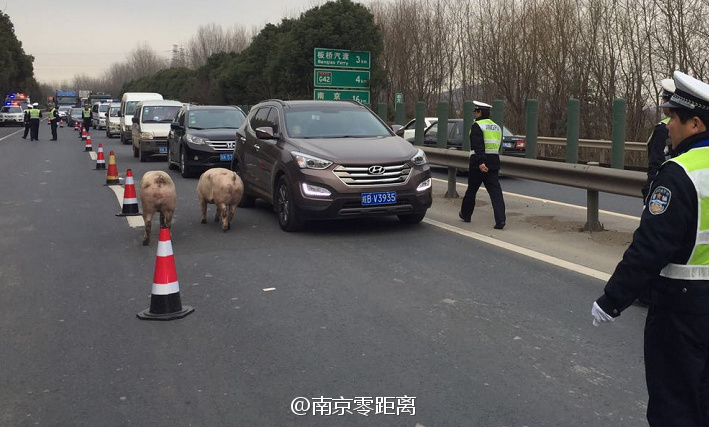 4虎亚洲人成人网www