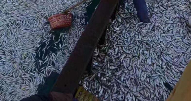 欧美精品久久久久