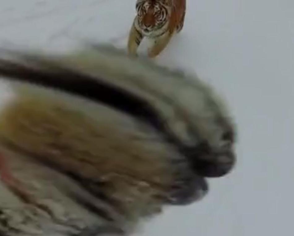 黄色小说视频