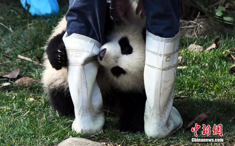成年人免费看黄片