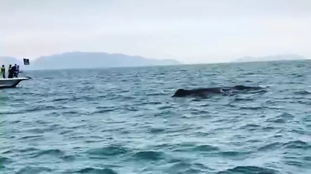 日本高H无遮肉欲动漫