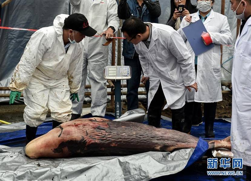 解剖发现搁浅死亡鲸鱼已怀孕 鲸鱼宝宝夭折